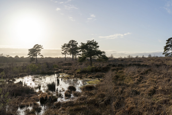 Venner Moor