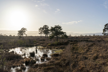 Venner Moor